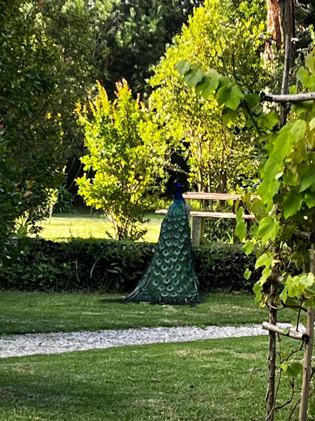 Holt Hill Villa Plettenbergbaai Buitenkant foto